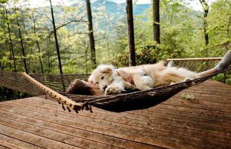 Stunning Pet-Friendly Treehouse for Relaxing Glamping Retreats in North Carolina - Foto 12