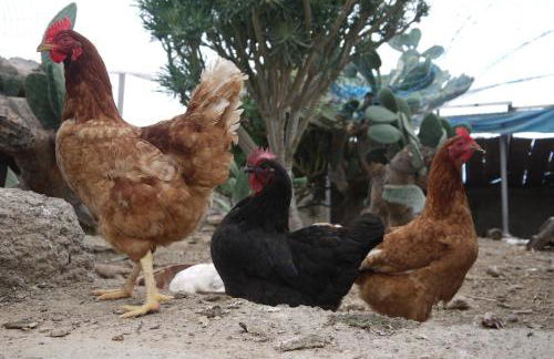 Eco Holidays Cave House Justine - Foto 15