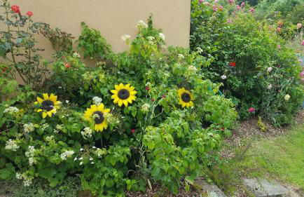 Resort between Utah Beach and Barfleur - Foto 9