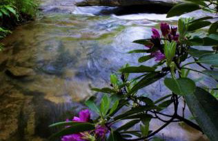 Rabbits Run Mountain Retreat - Foto 44