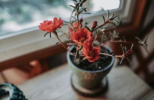 Healing Acres - Foto 16