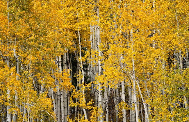 Aspen Springs Angel fire - Foto 67