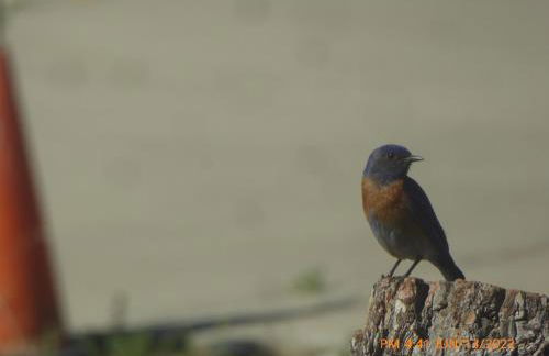 Mansion on the Hill let 4 Rooms, 5th cost extra - Foto 42