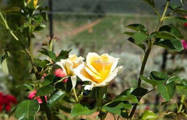 Dieu Donne Boutique Guest House Stellenbosch - Foto 16