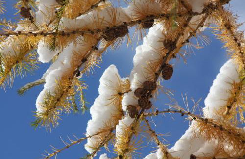 Chalet Pomme de Pin - Foto 23