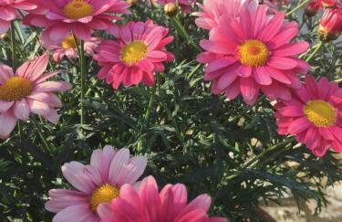 Casa Sant Angelo - Photo 63