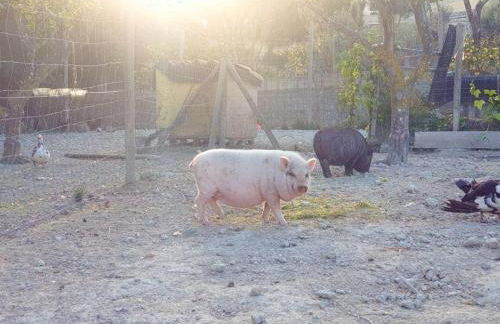 Finca s'Almudaina Farm Finca Villa 12p ETV1135 - Photo 46