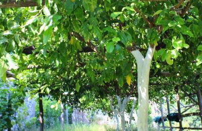 TENUTA BOSCO-Casa Vacanze - Foto 20