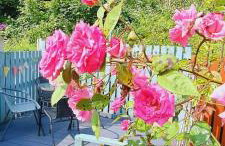 Appleyard Cottage - Yorkshire Dales - Photo 13