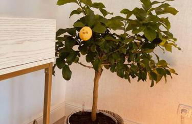 AMALFI HOME - Stylish apartment with terrace - Foto 12