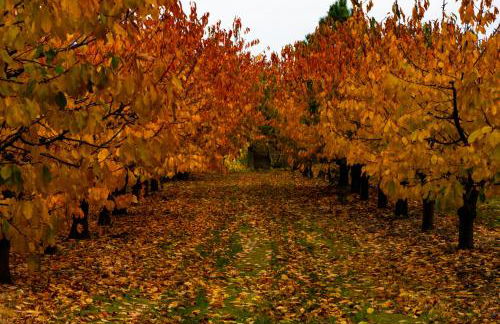 Carvalhal Redondo - Farm House - Foto 77