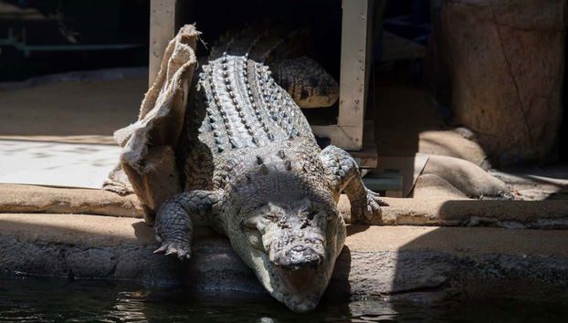 Crocodilo no zoológico de Sydney