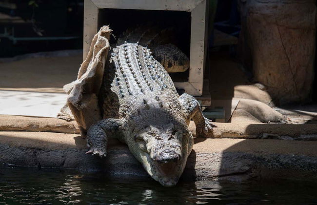 WILD LIFE Sydney Entrance Ticket - Foto 3