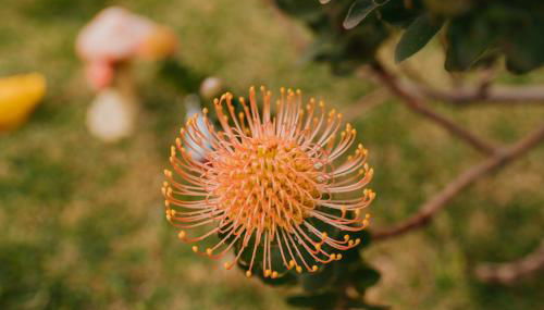 Casa do Faial - Foto 3