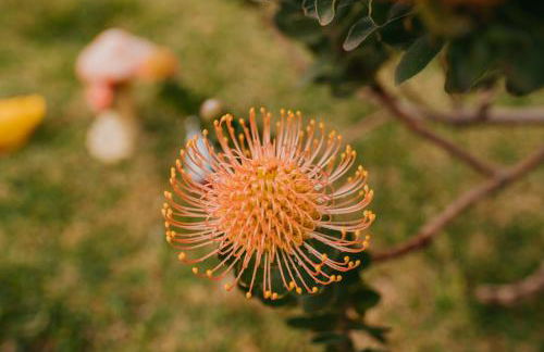 Casa do Faial - Foto 3