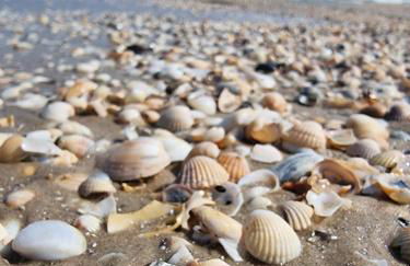 Düne 4 - Ferienunterkunft mit eigenem Garten in der beliebten Dünenresidenz - sanftes Meeresrauschen inklusive - Foto 29