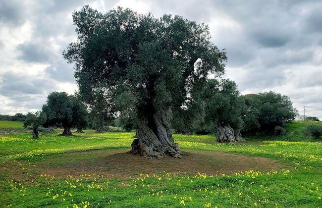 Giovinazzo Historic Apulia - Foto 12