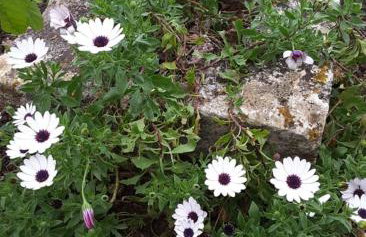 STATHI'S COTTAGE - Foto 24