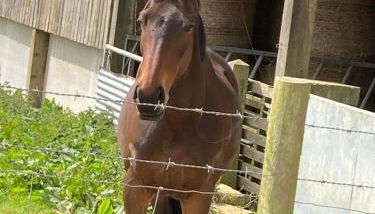 Honeysuckle hut - Photo 5