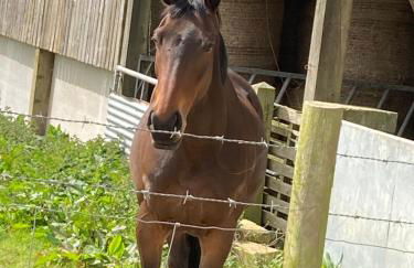 Honeysuckle hut - Photo 5