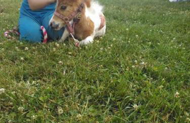 Amish Country Stay w/ Buggy Ride - Foto 41