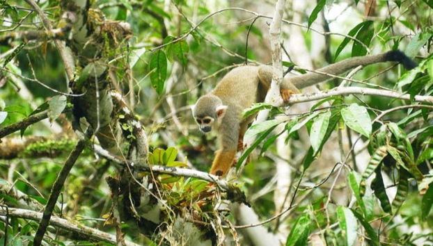 See monkeys in the jungle