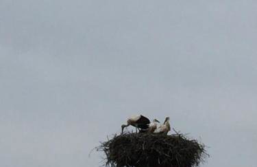 Dom wypoczynkowy na Kaszubach o niezwyklym klimacie - Foto 38