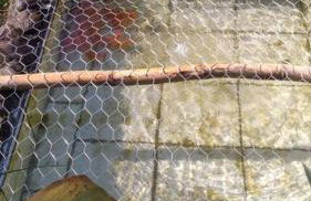 Sítio em área rural, ao pé da Serra Gaúcha. - Foto 51