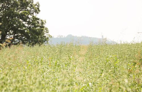 The Old Farmhouse - Foto 61