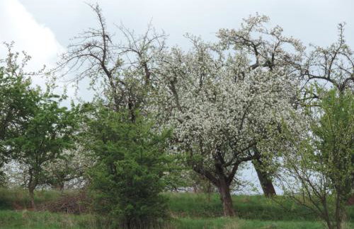 Pod Miotełką - Foto 15