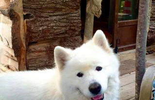 La Cabane Aux Loups - Foto 32