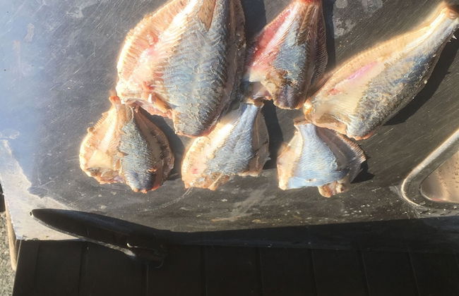 "fjordhus - on an Island Shaped as a Hart in the Middle of Isefjord - Sealand" - Foto 15