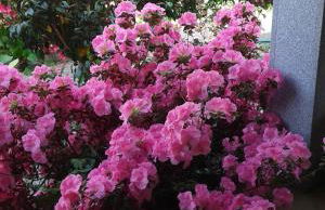 Casa Pinho - Foto 39