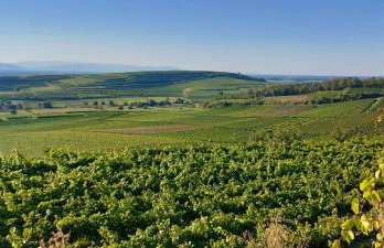 Ferienwohnung vino9 - Foto 5