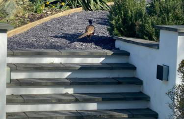 Converted chapel - Sant Pedr Newydd with sea views from garden - Photo 24