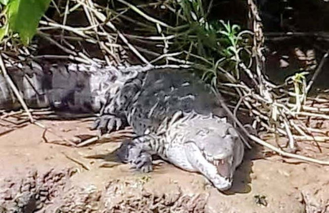 Tortuguero National Park Canoeing Tour - Photo 9