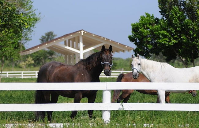 Luxury Cap Cana Apartment - Foto 19
