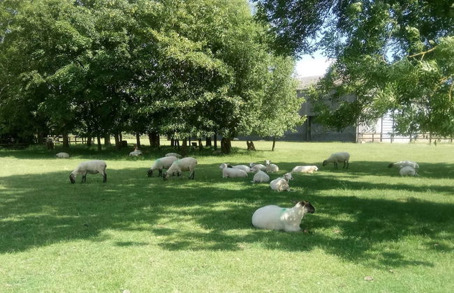 Spacious Cottage With Sauna Looking out on Astonishing Grasslands - Photo 61