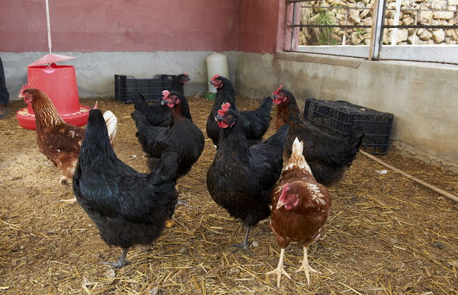 Masia Heredad La Boquilla - Foto 24