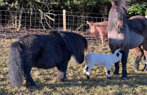 The Studio at Pitmeadow Farm - Photo 11