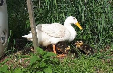 Familienfreundlich Wohnen im Miriquitdi Erzgebirge - Foto 11