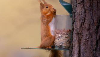 Dalmunzie Castle Hotel - Foto 4