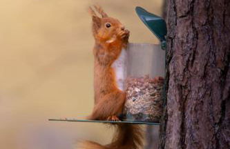 Dalmunzie Castle Hotel - Foto 4