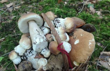 Makowy domek - Foto 43