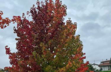 Casa Maria da Eira - Foto 50