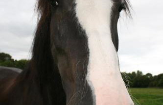 Blashford Manor Holiday Cottage - The Dartmoor Cottage - Foto 9