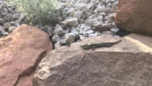 Honiggarten - Foto 3