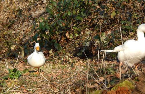 Schloss Rimburg - Apartments & Ferienwohnungen - Foto 27