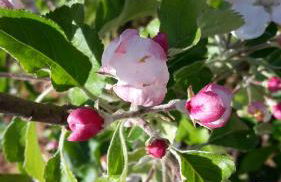 Ferienhaus Elbdiek - Photo 28