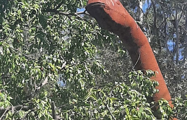 The New Star Motel with Studio-Kitchens: 1950s Extended-Stay Lodging and Retreat Center - Photo 71